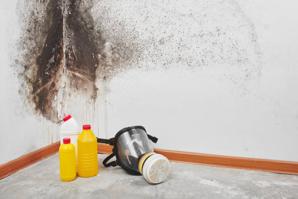 Best Same-Day Mold Removal  in Fairfax, IA