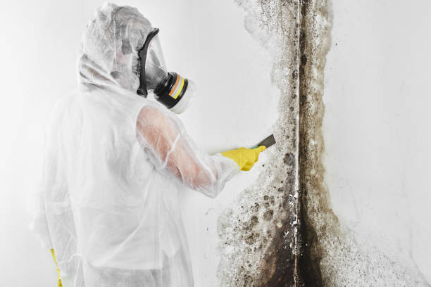 Best Residential Mold Removal  in Fairfax, IA
