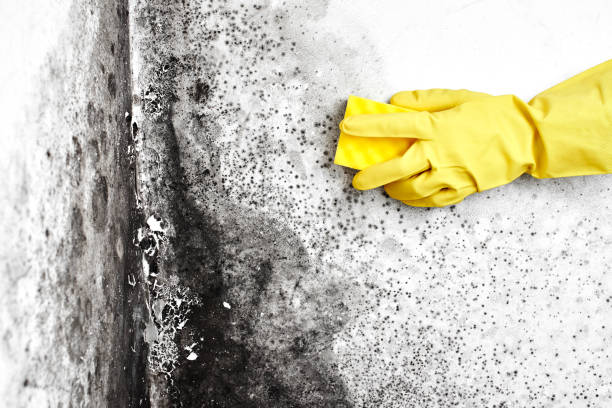 Best Commercial Mold Removal  in Fairfax, IA