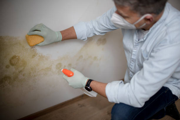 Best Fast Mold Removal  in Fairfax, IA