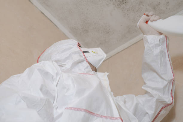 Best Home Mold Removal  in Fairfax, IA