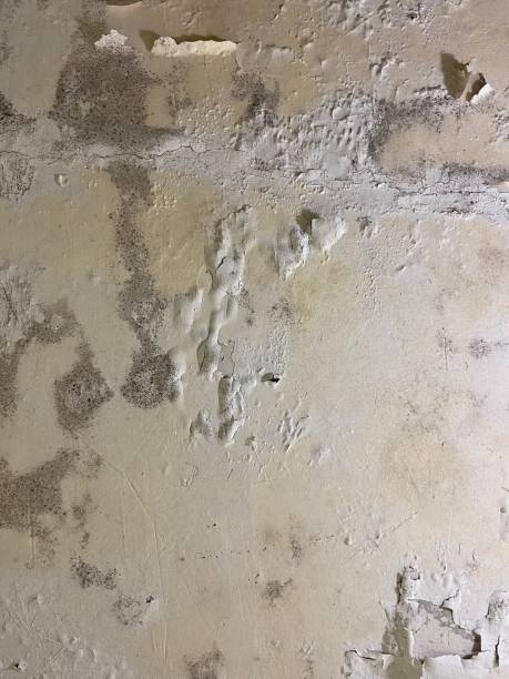 Best Black Mold Removal  in Fairfax, IA