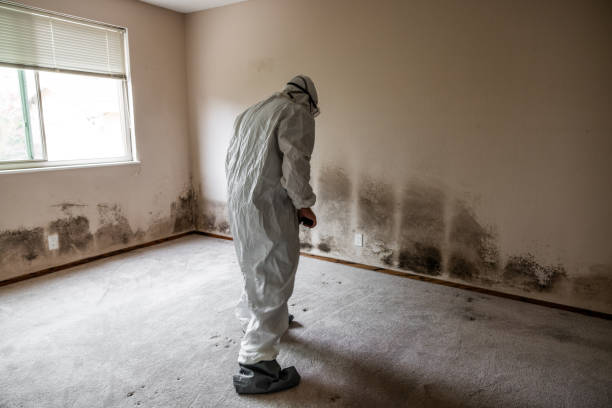Trusted Fairfax, IA Mold Removal Experts