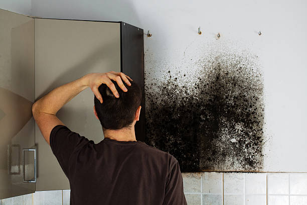 Best Emergency Mold Removal  in Fairfax, IA