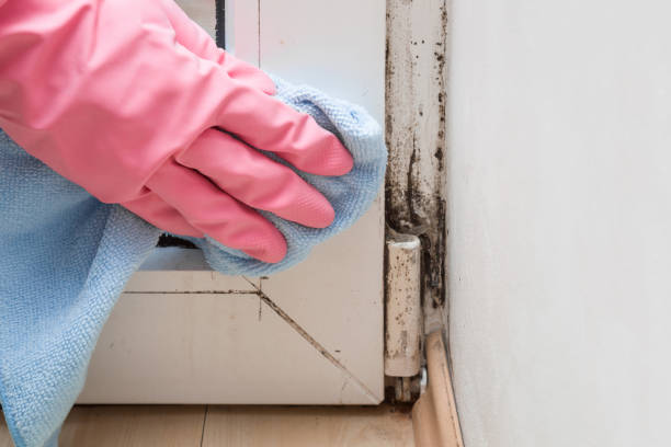 Best Professional Mold Removal  in Fairfax, IA